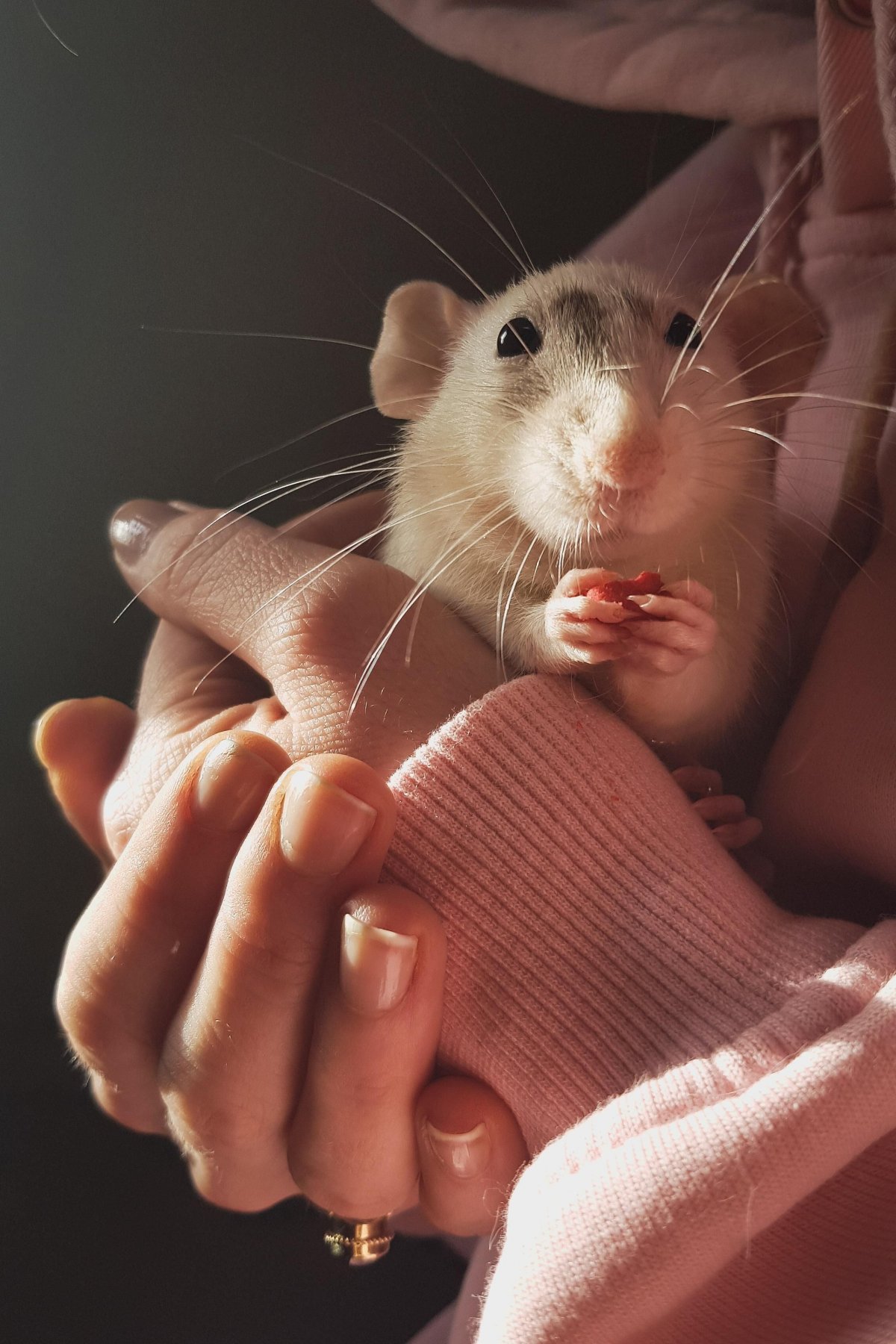 Породистые крыски