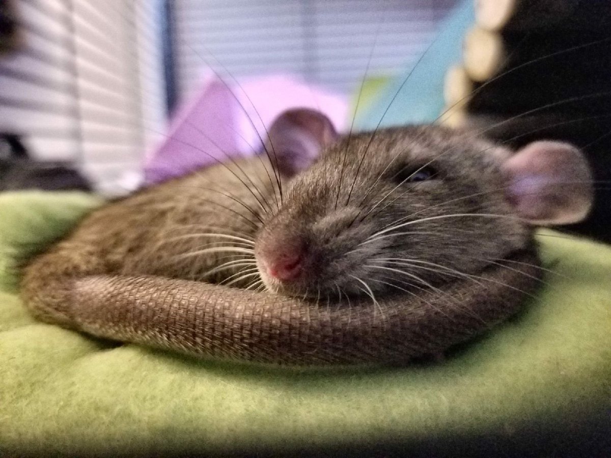 Декоративная крыса Дамбо