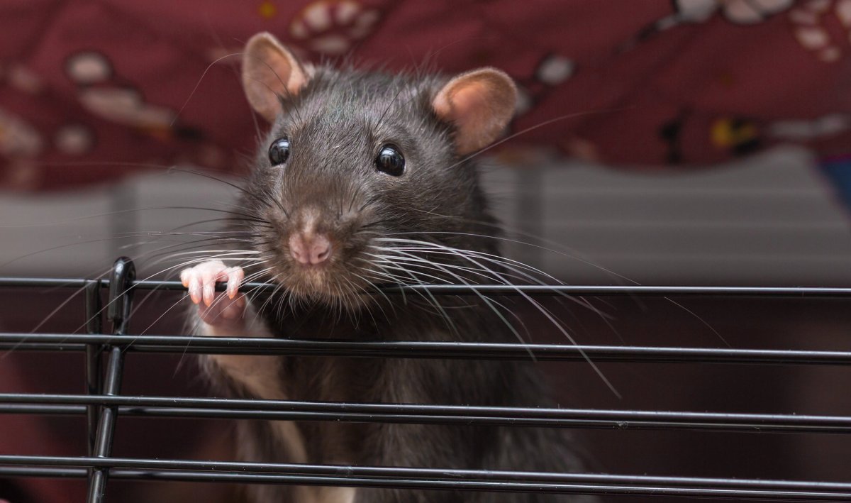 Декоративная крыса милая