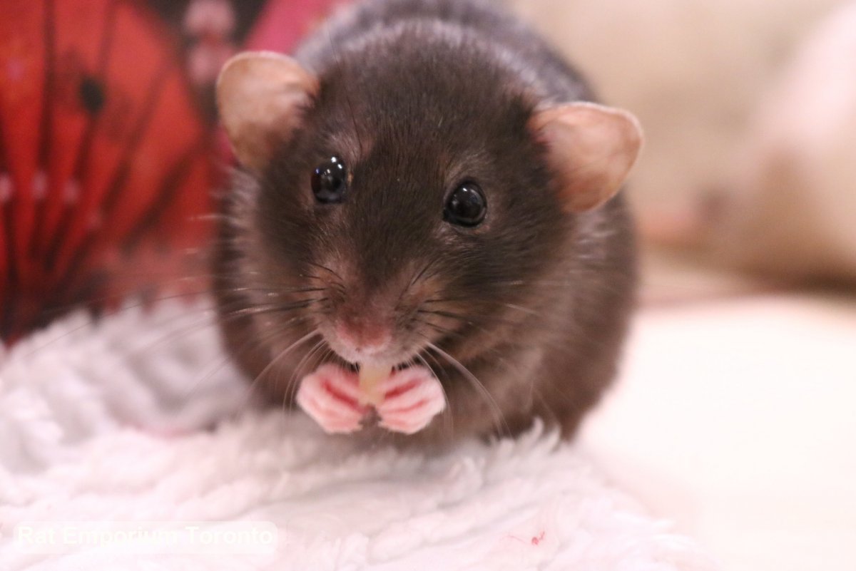 Крысята Дамбо коричневые