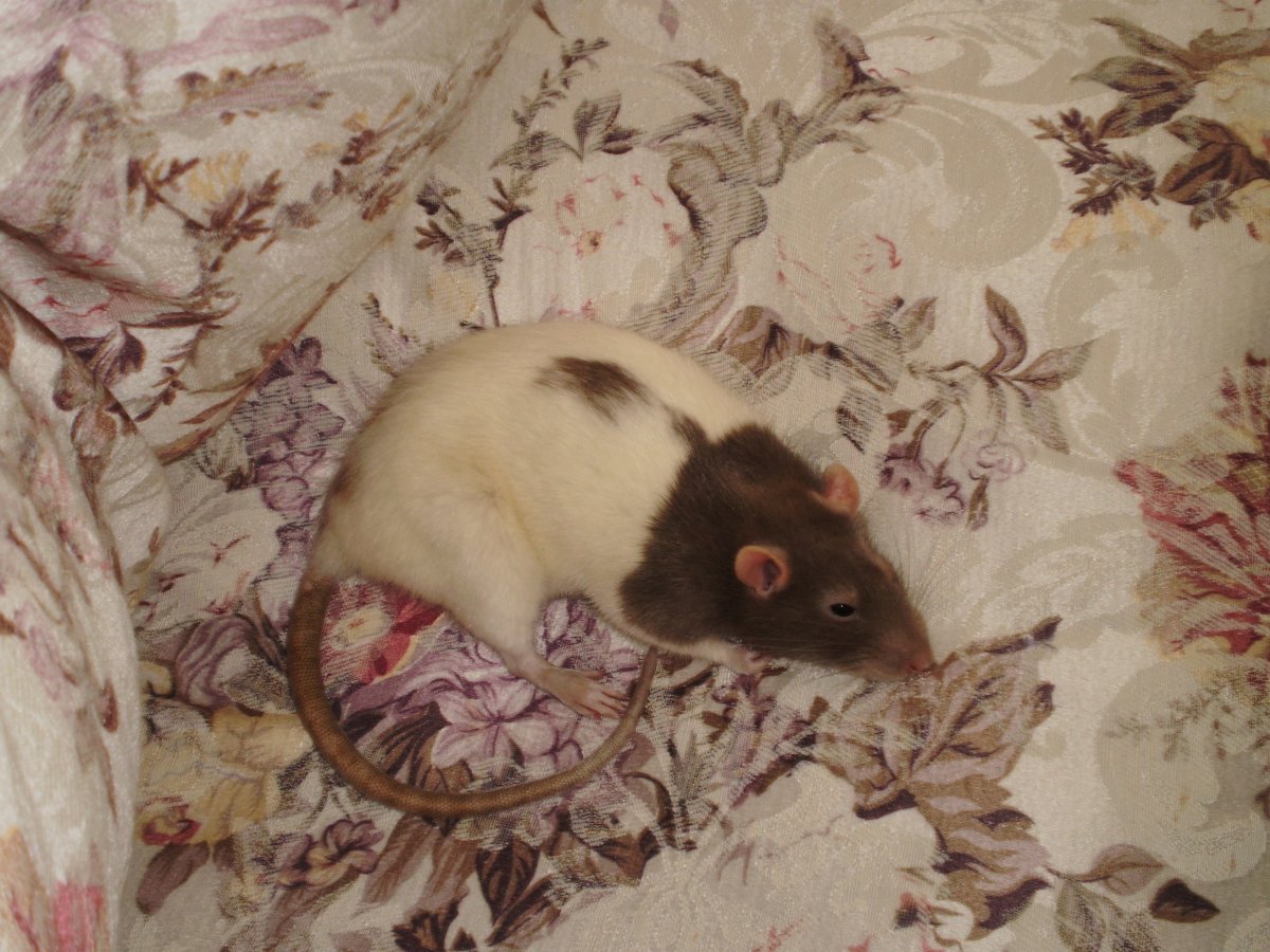 Коричневая крыса
