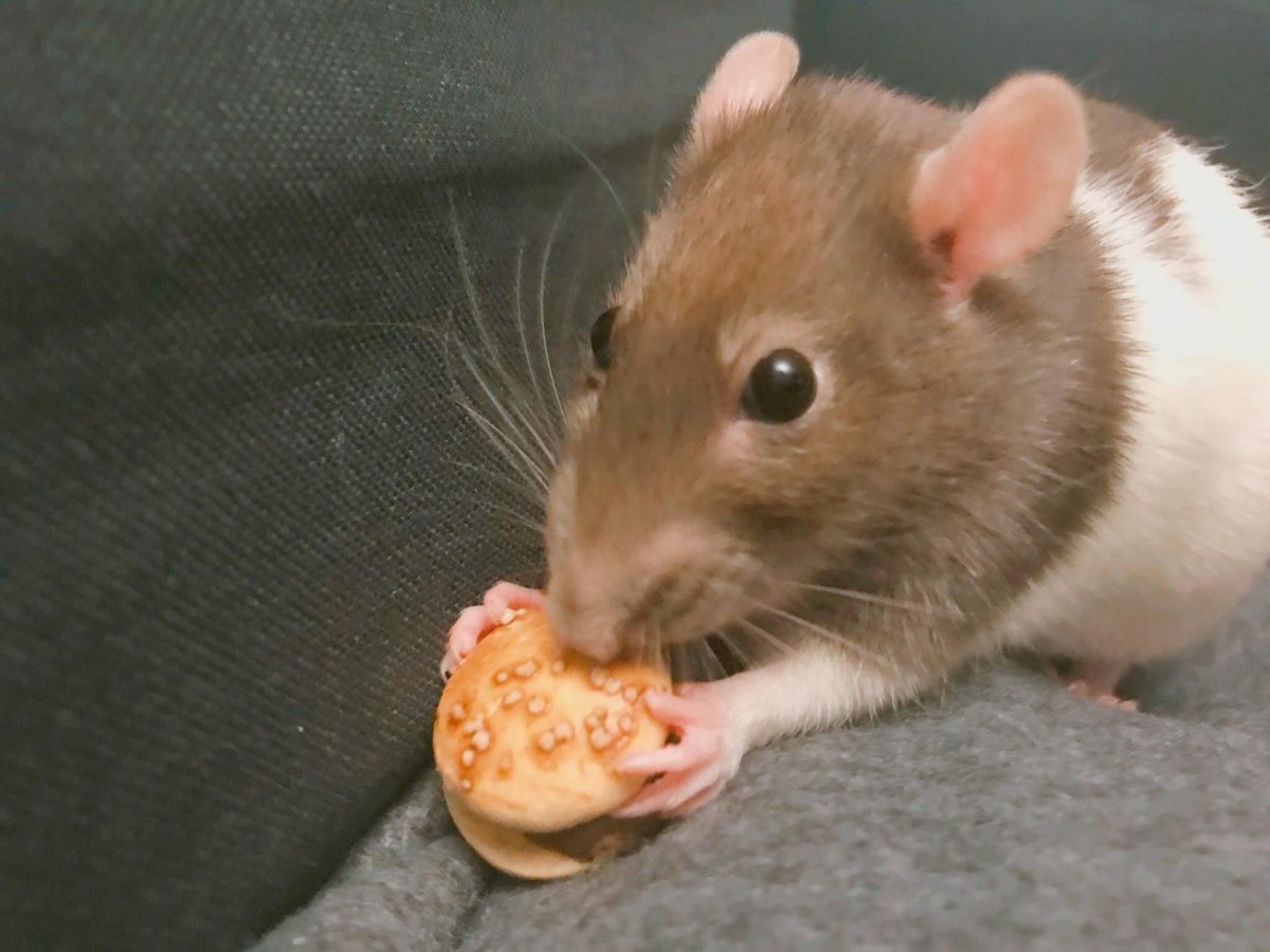 Бурая крыса