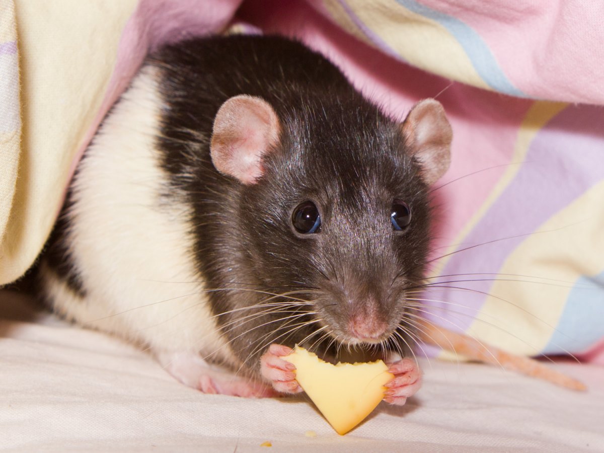 Мышонок Дамбо