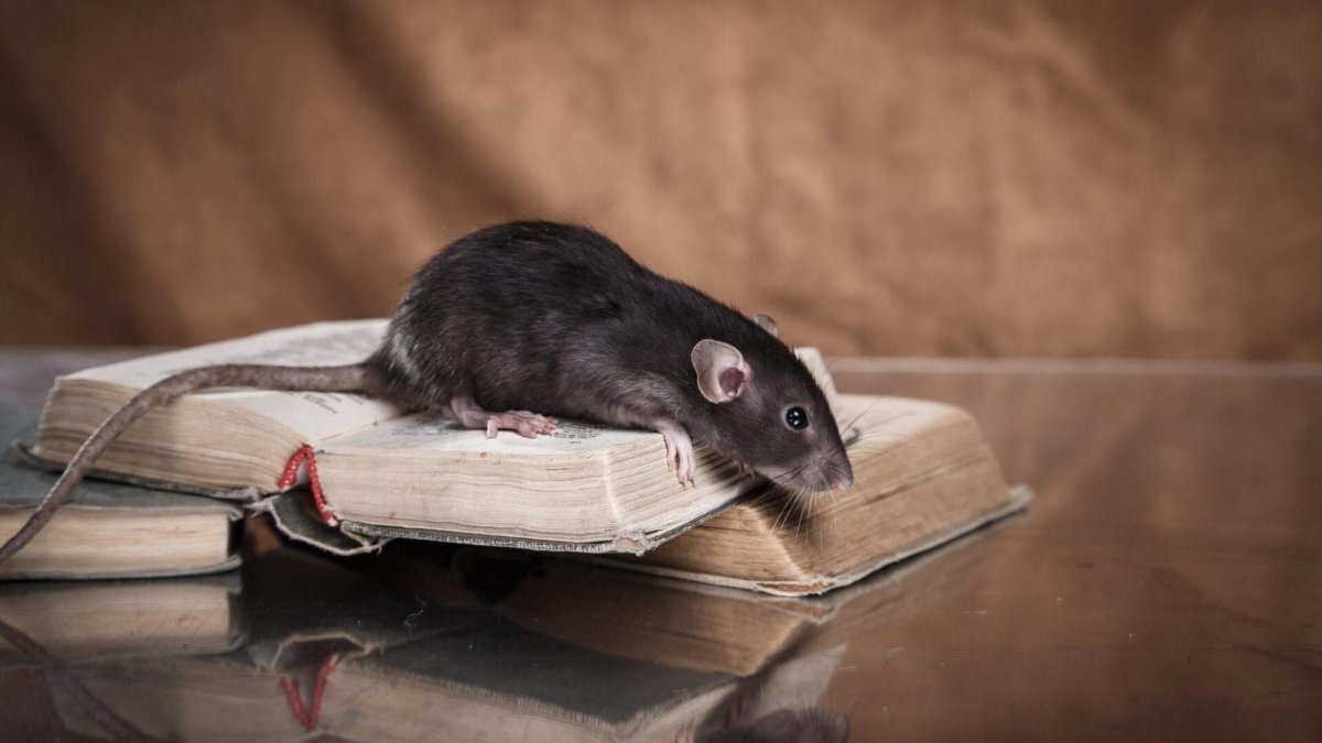 Крыса Дамбо агути