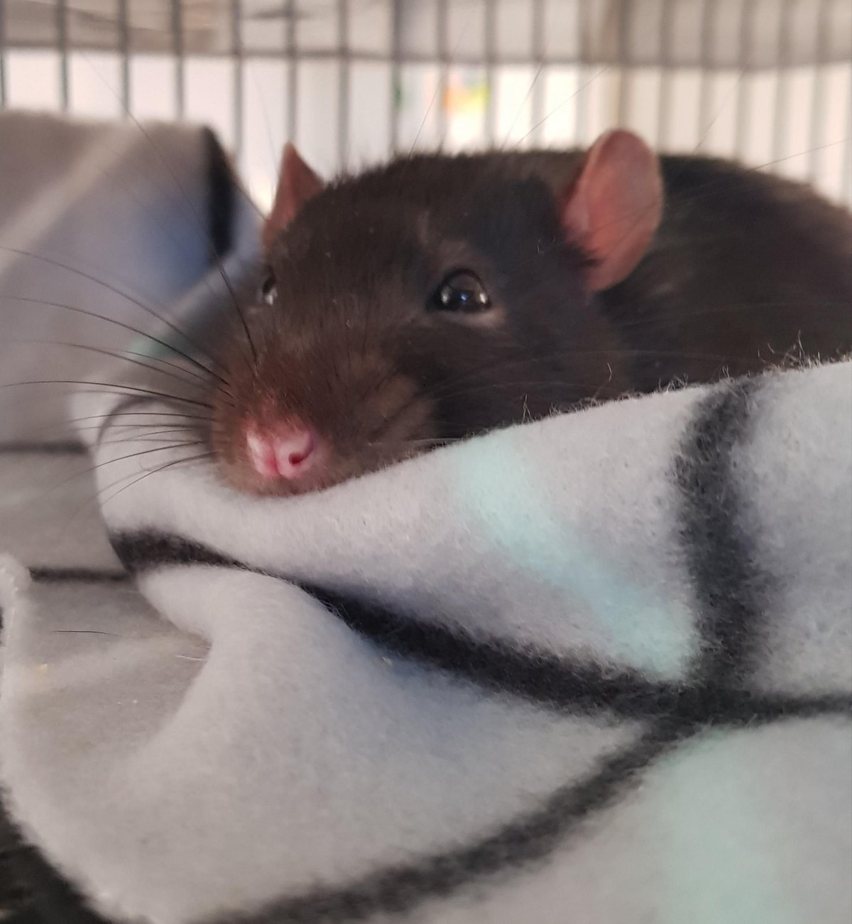 Агути циннамон крыса