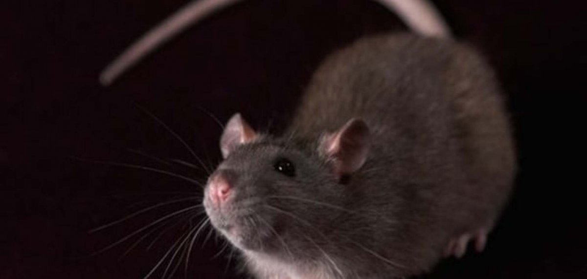 Окрасы крыс Дамбо