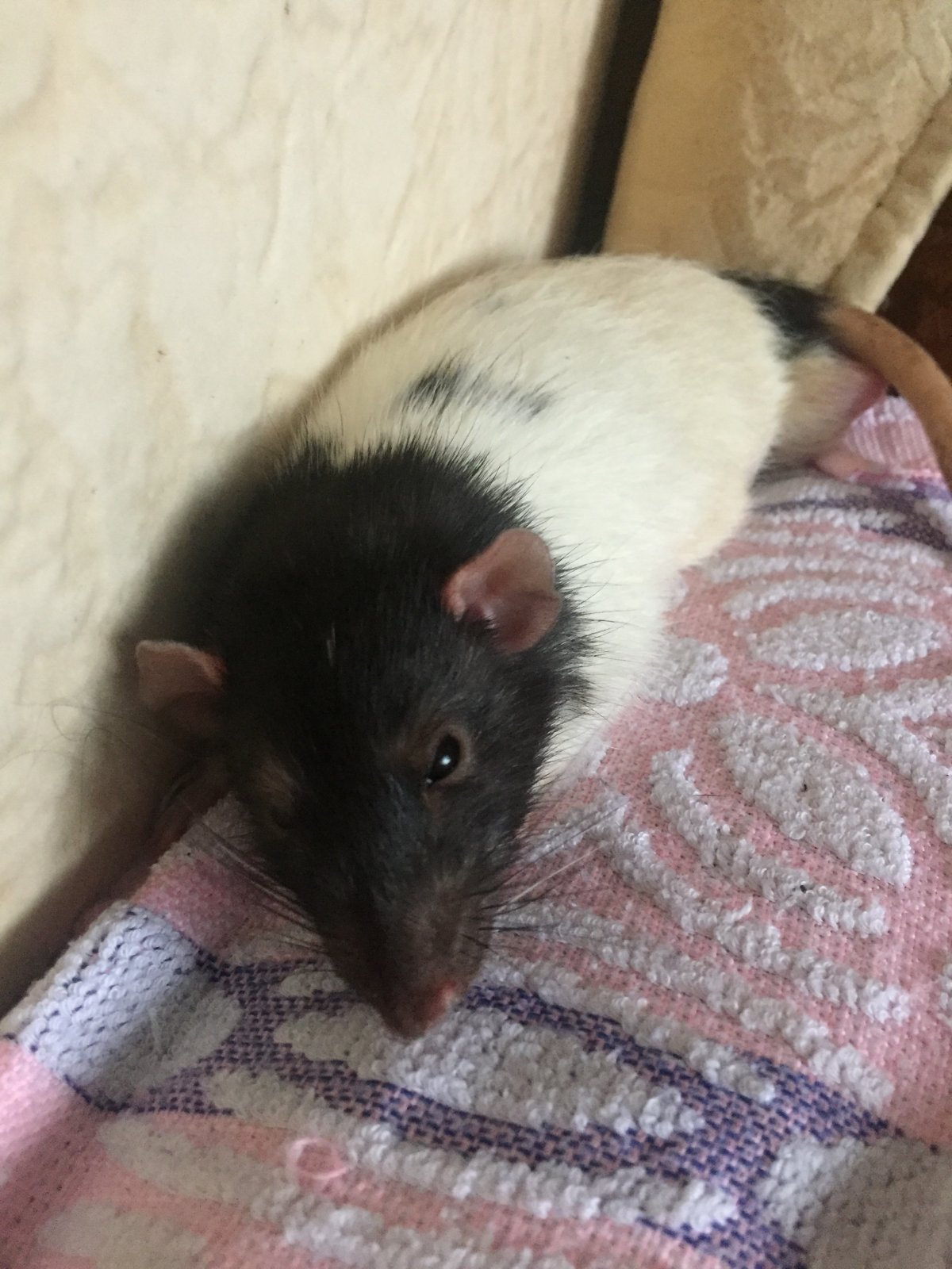 Крыса Дамбо черная