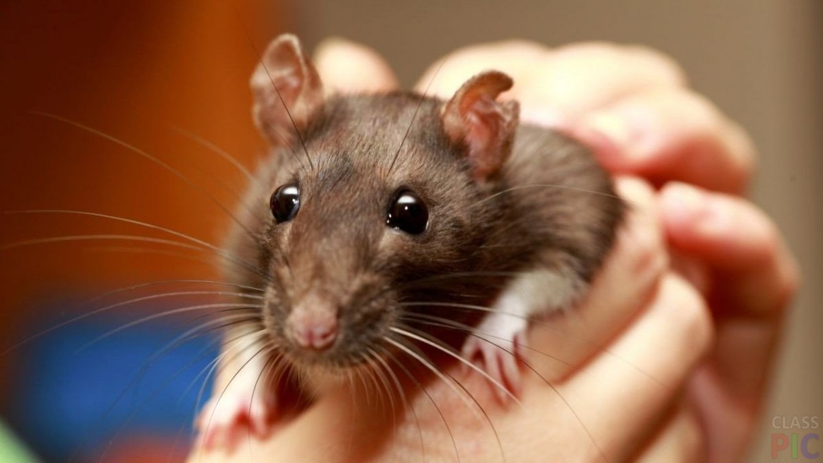 Питниста светло кричневый крысёнок