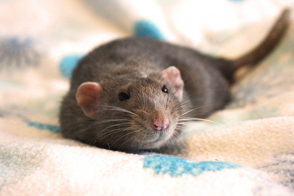 Милые крыски