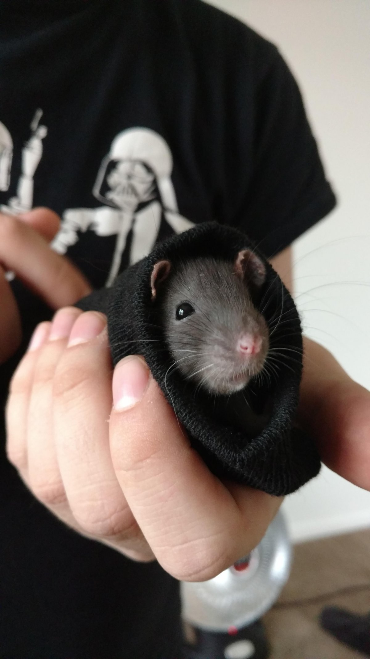 Крыски домашние