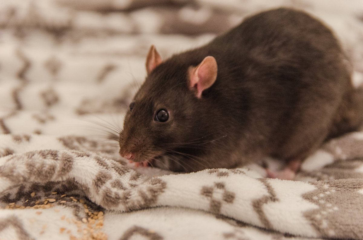 Крысы Дамбо взрослые