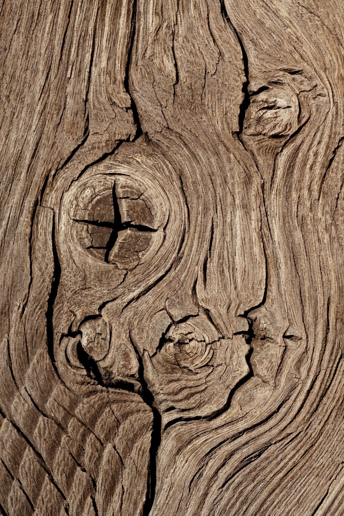 Фактура дерева