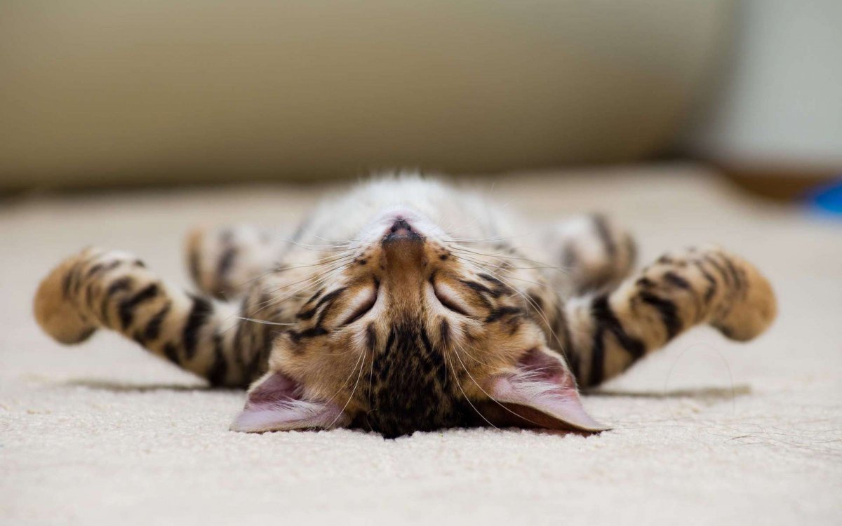 Сонный котик