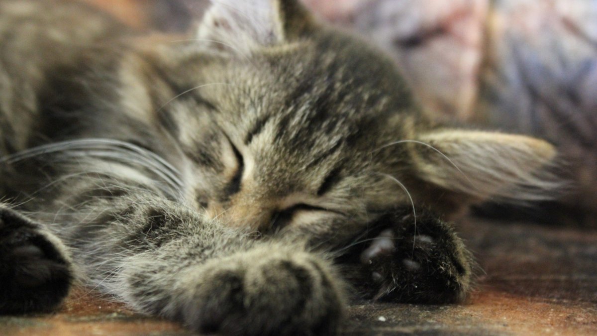 Спящий котенок фото
