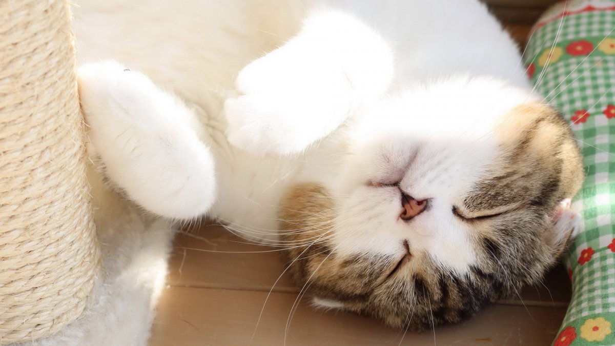 Довольный кот