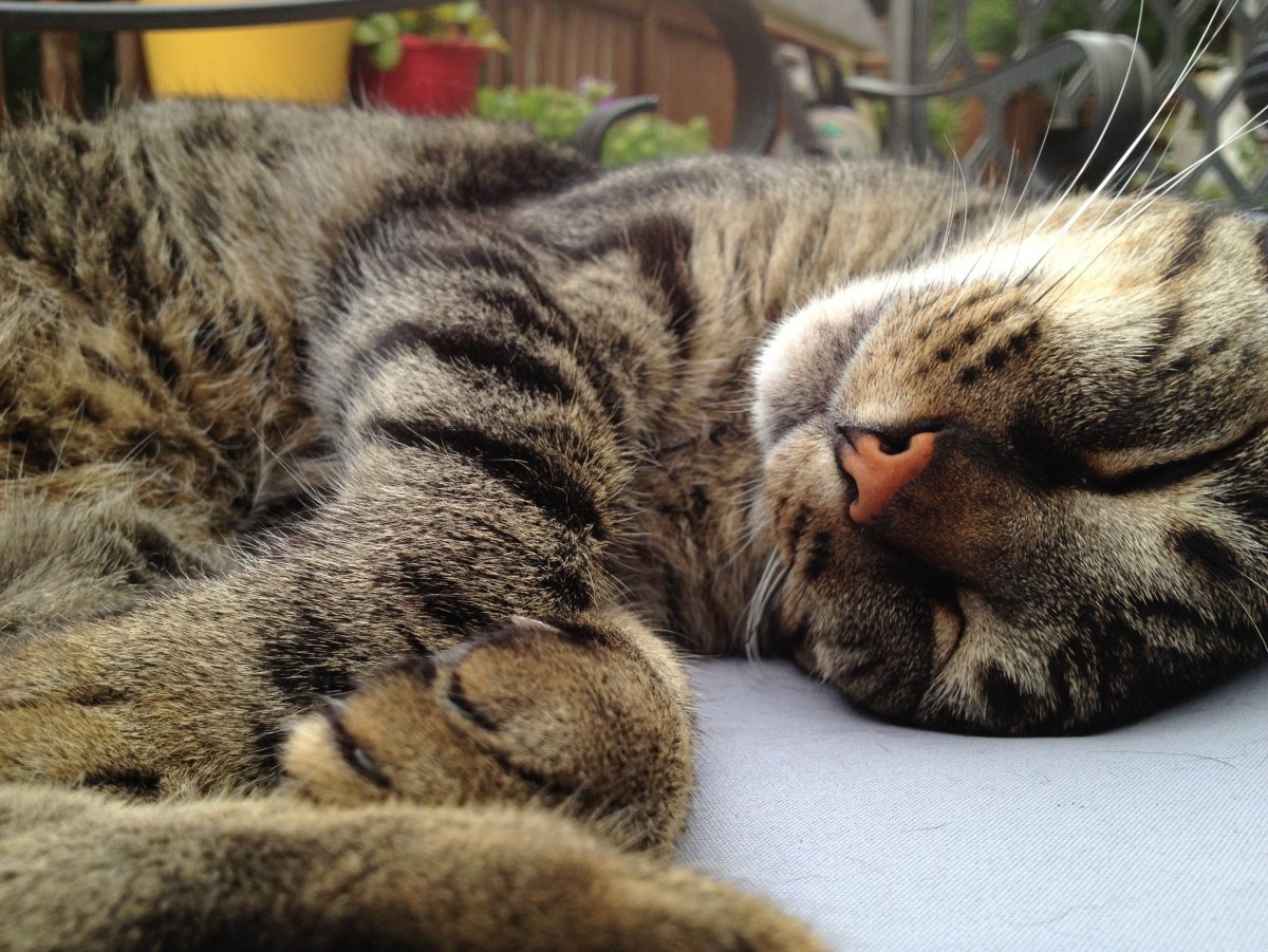 Спящий кот