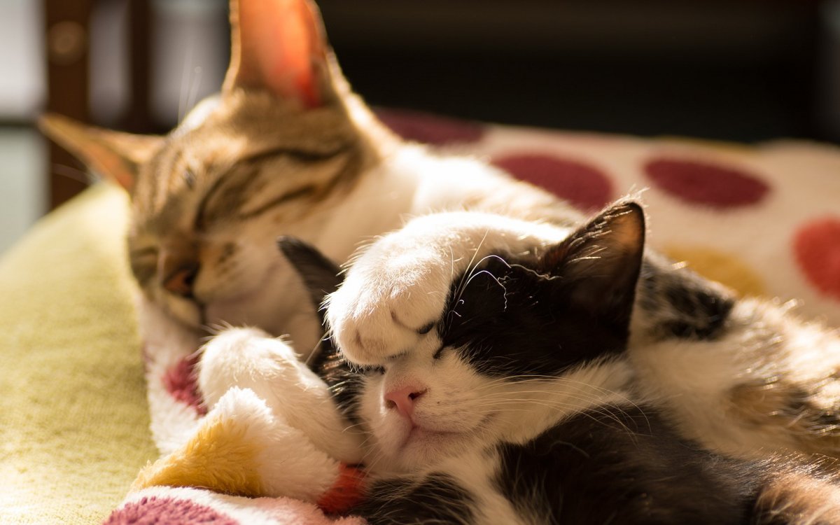 Котик спит фото