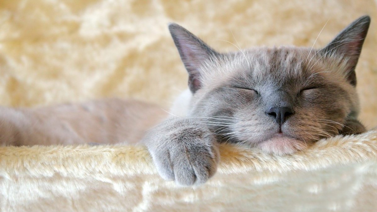 Спящий кот