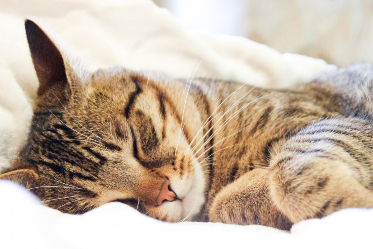 Кошка сопит