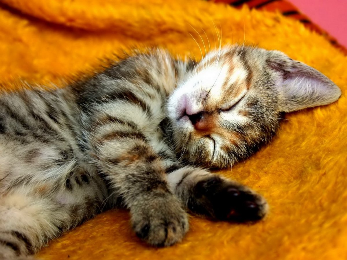 Спящий котенок