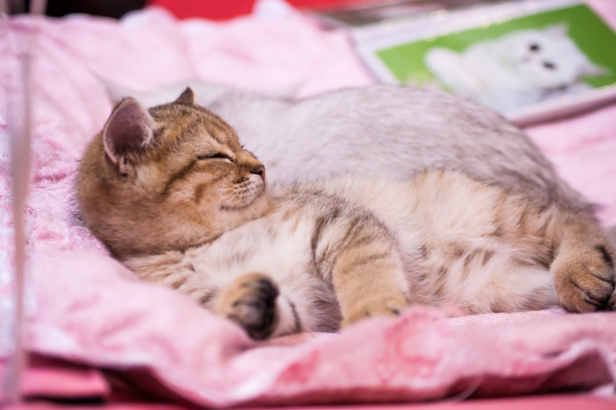 Кошка мило спит