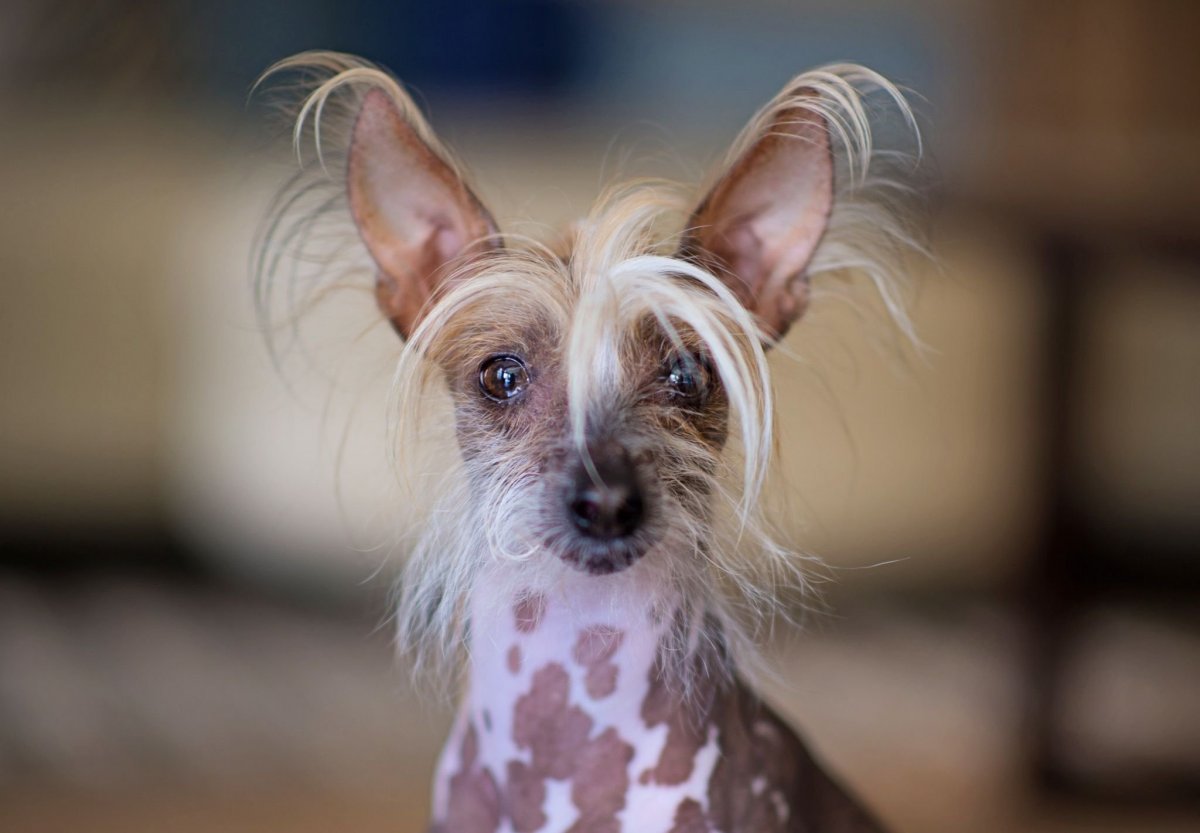 Лысая собака с волосами