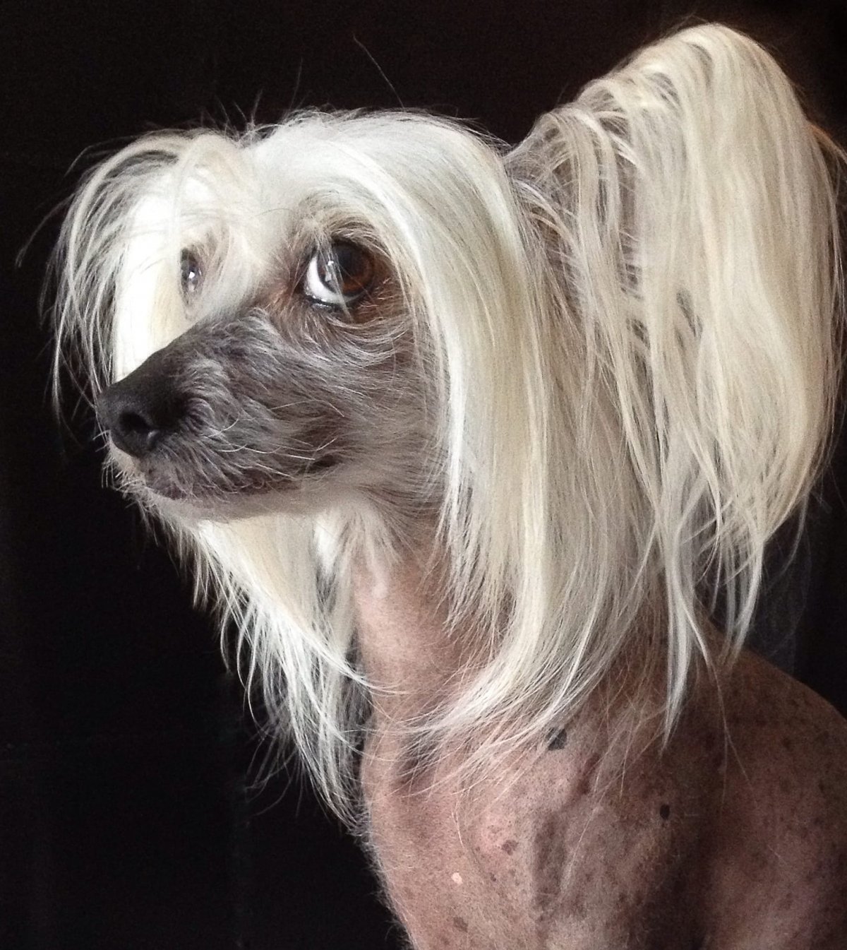 Собака Орхидея лысая