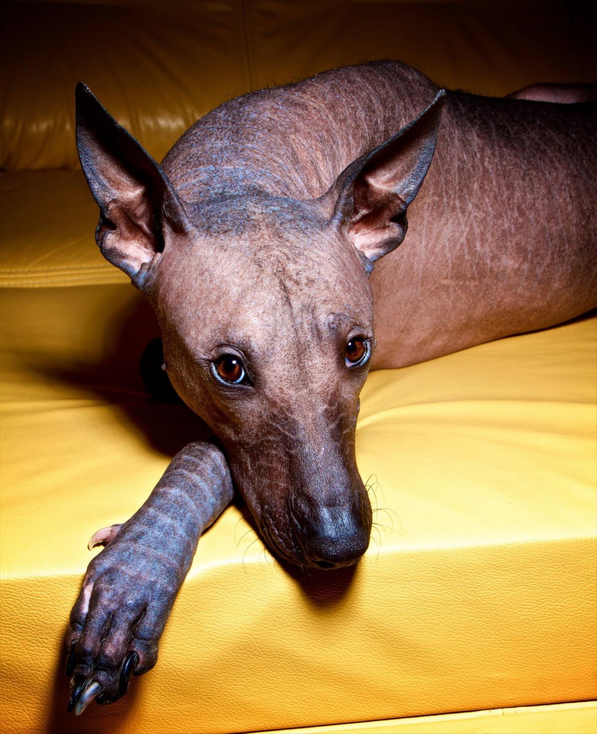 Мексиканская хохлатая собака