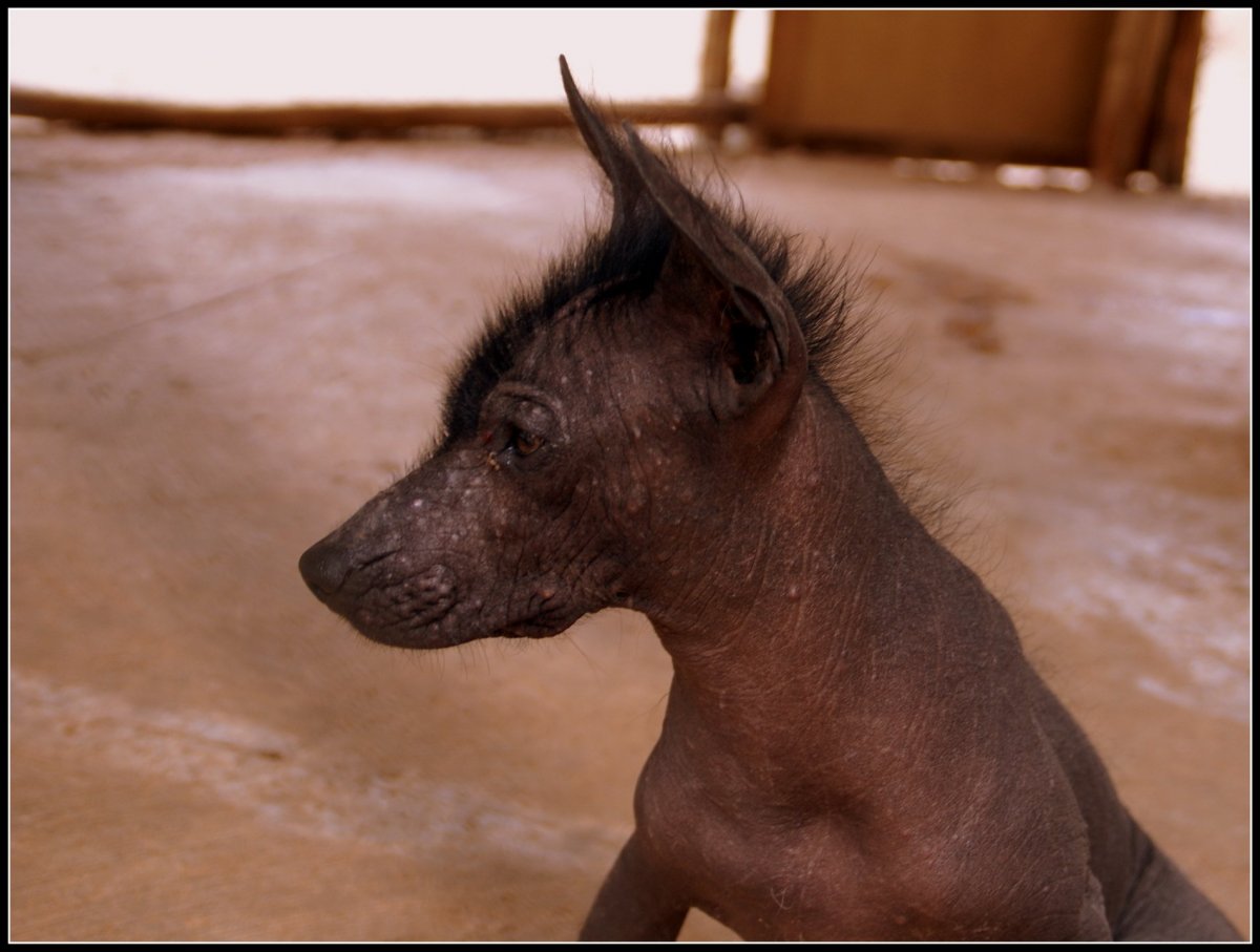 Китайская хохлатая