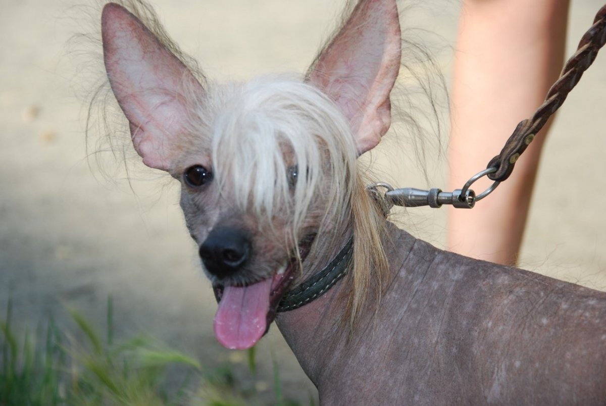 Китайская хохлатая сутулая