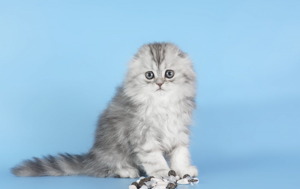 Хайленд-фолд Шотландская вислоухая длинношерстная кошка