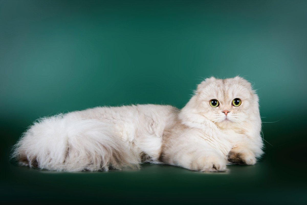 Шотландская вислоухая кошка хайленд фолд