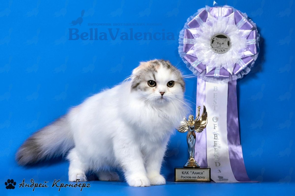 Хайленд фолд шиншилла