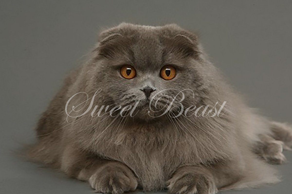 Хайленд фолд лиловый