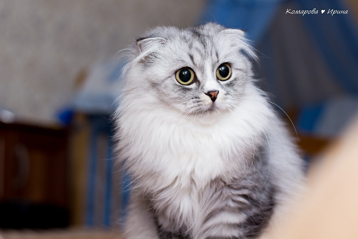 Хайленд фолд кошка