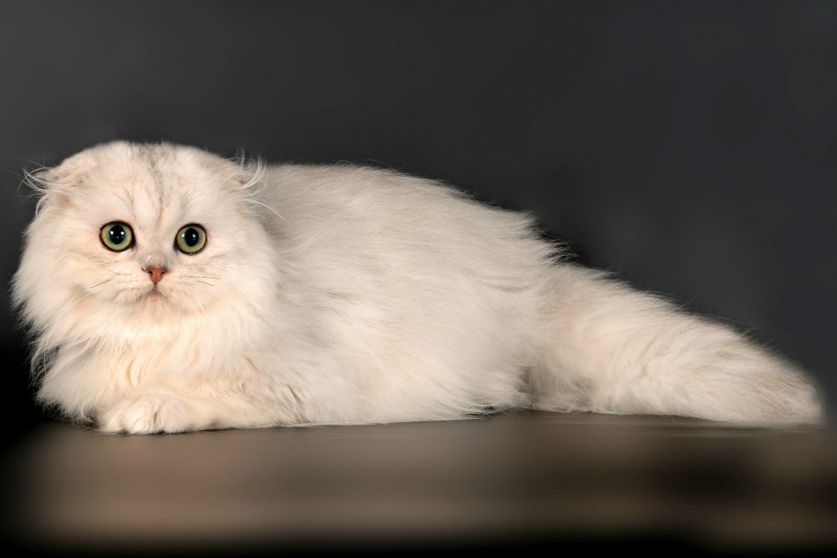 Британская вислоухая длинношерстная кошка