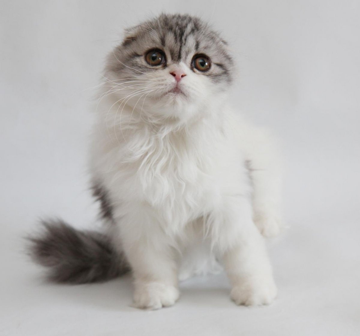 Вислоухий длинношерстный шотландец купить в Донецке