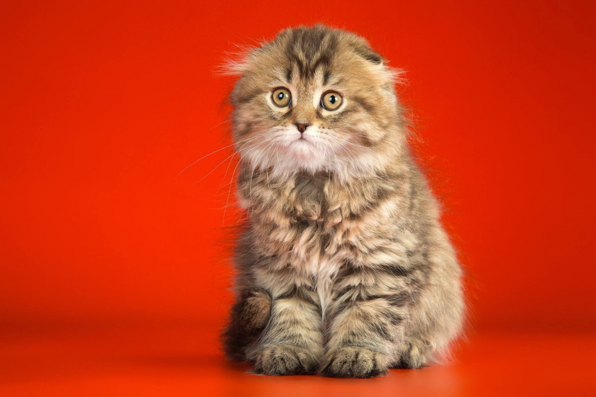 Хайленд фолд биколор Шотландская вислоухая