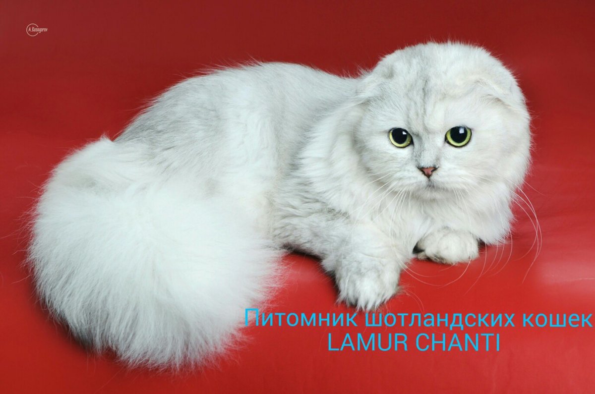 Хайленд-фолд котята