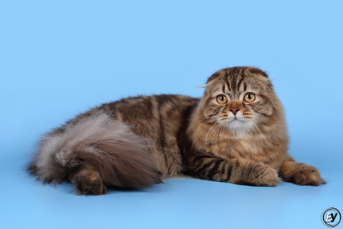 Шотландская кошка хайленд страйт