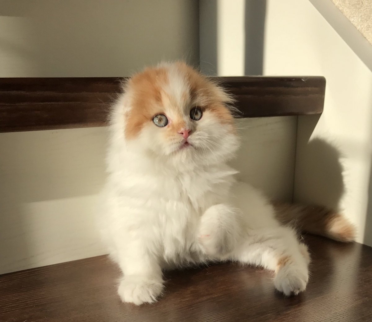 Шотландский хайленд страйт длинношерстный