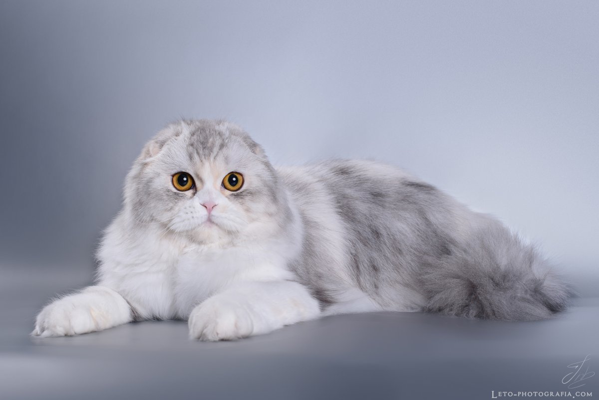 Шотландская вислоухая длинношерстная