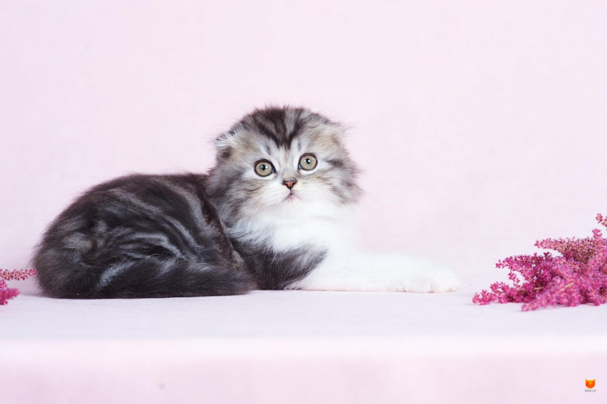 Хайленд-фолд котята