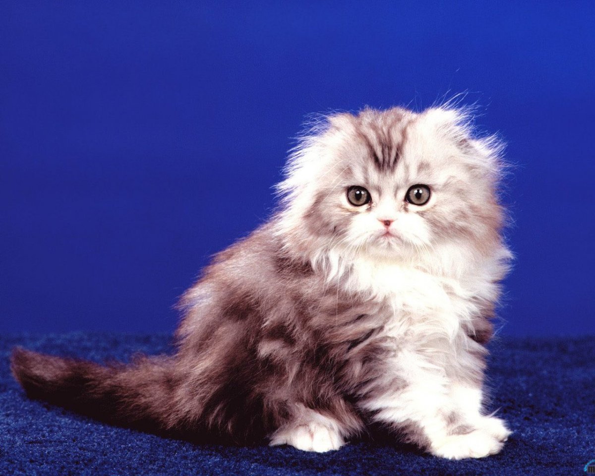 Шотландский вислоухий длинношерстный котенок 2 месяца купить