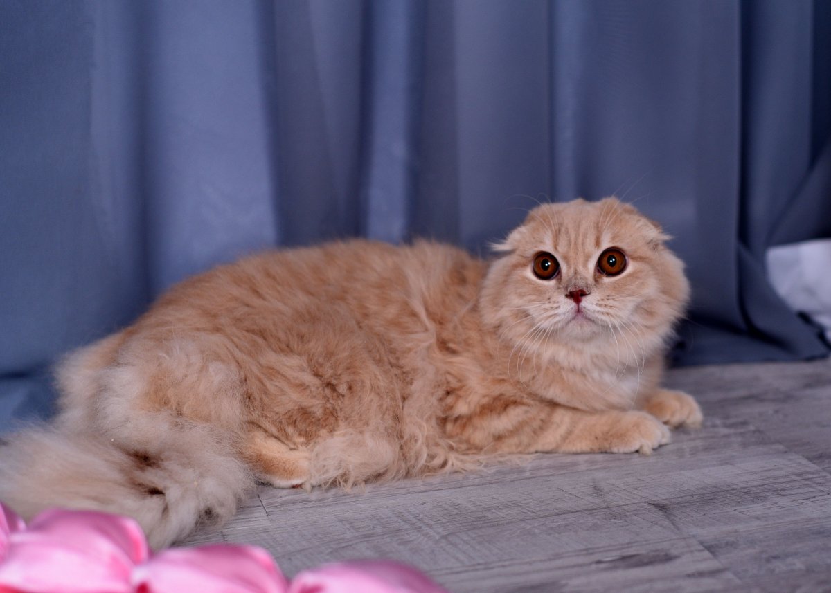 Шотландская хайленд фолд табби