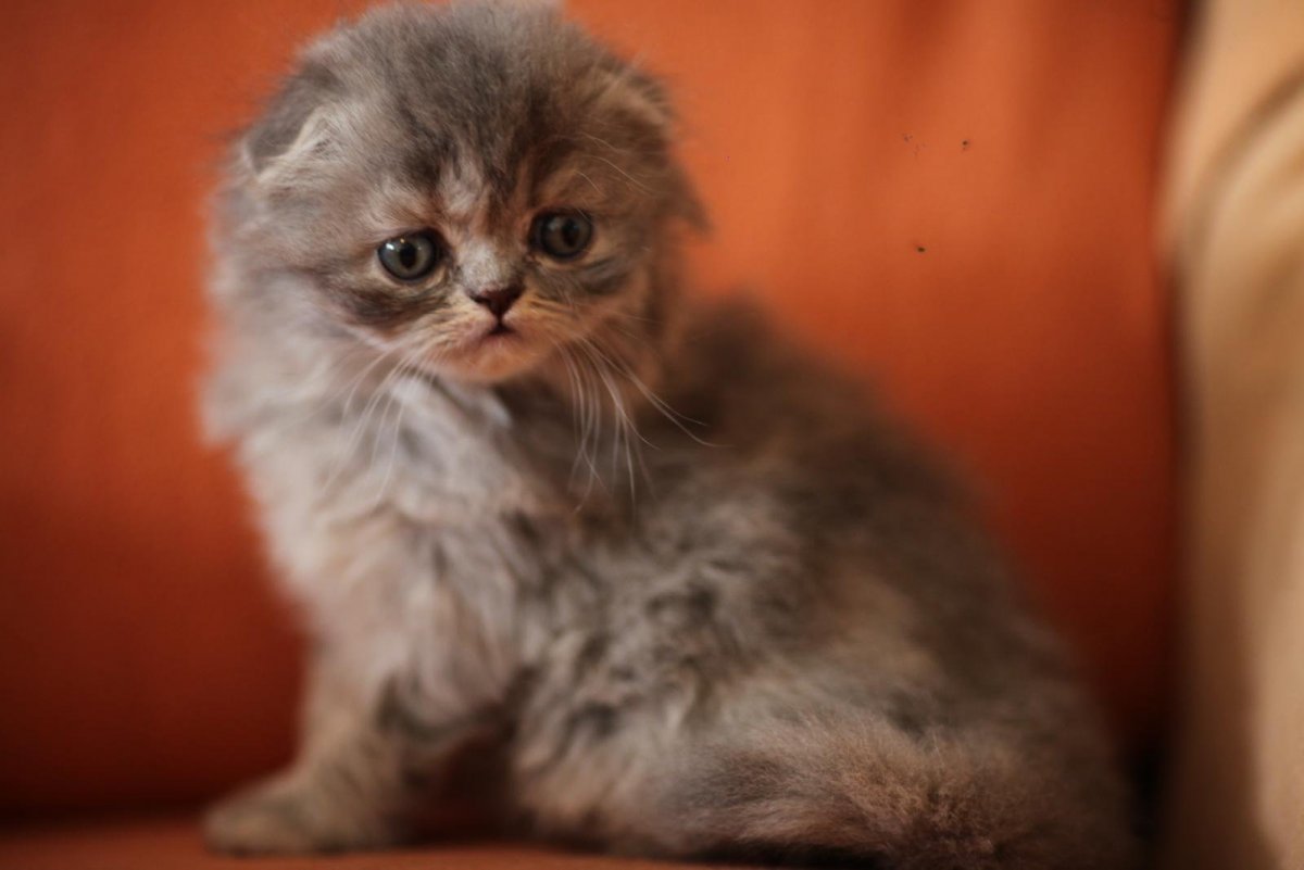 Кот хайленд фолд