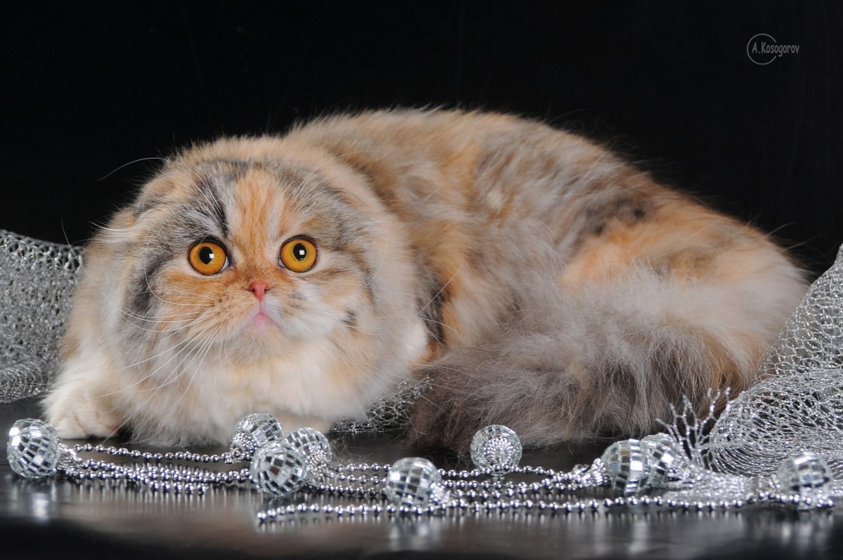 Хайленд фолд биколор Шотландская вислоухая