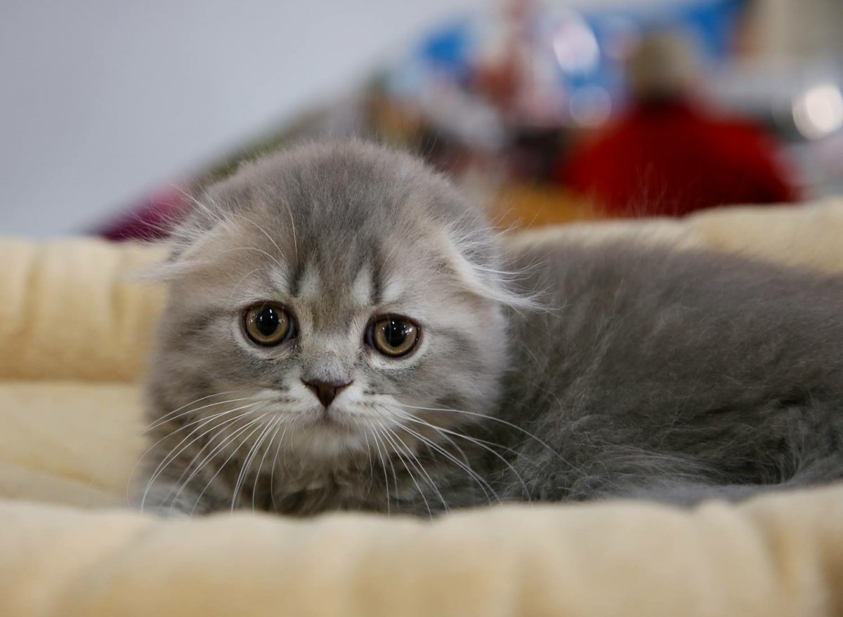 Шатландский вислоузий хайлендфолд