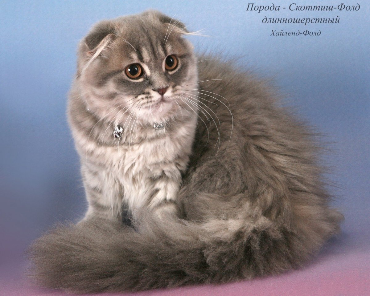 Шотландская кошка хайленд страйт