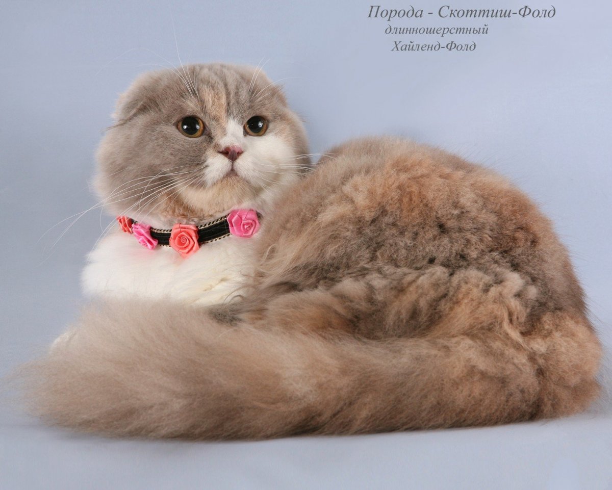 Шотландская колор Пойнт хайленд